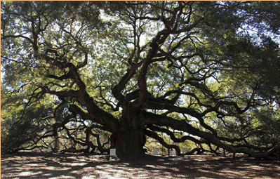 SouthernEdition.com  Southern Live Oaks:  Nature's Great Survivors